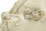 Fossil Baby Oreodont (Merycoidodon?) Partial Skeleton - Wyoming #367602-2